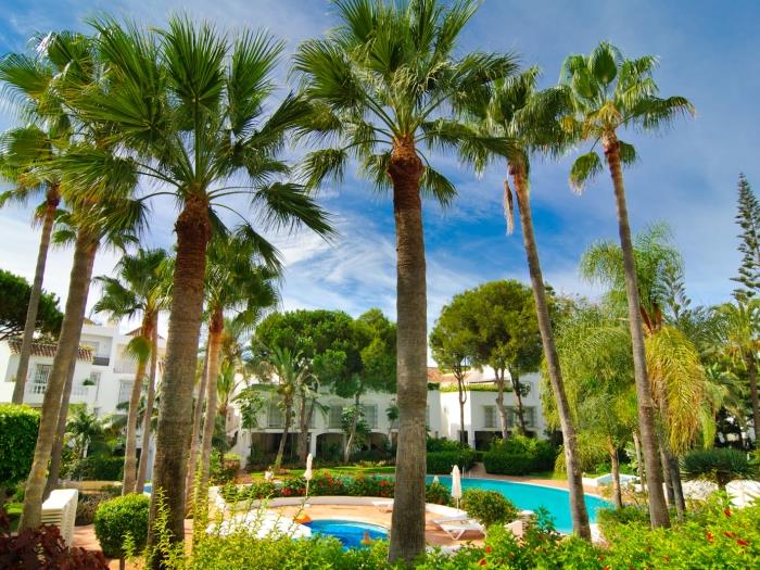Tropical trees and palm trees in urbanization